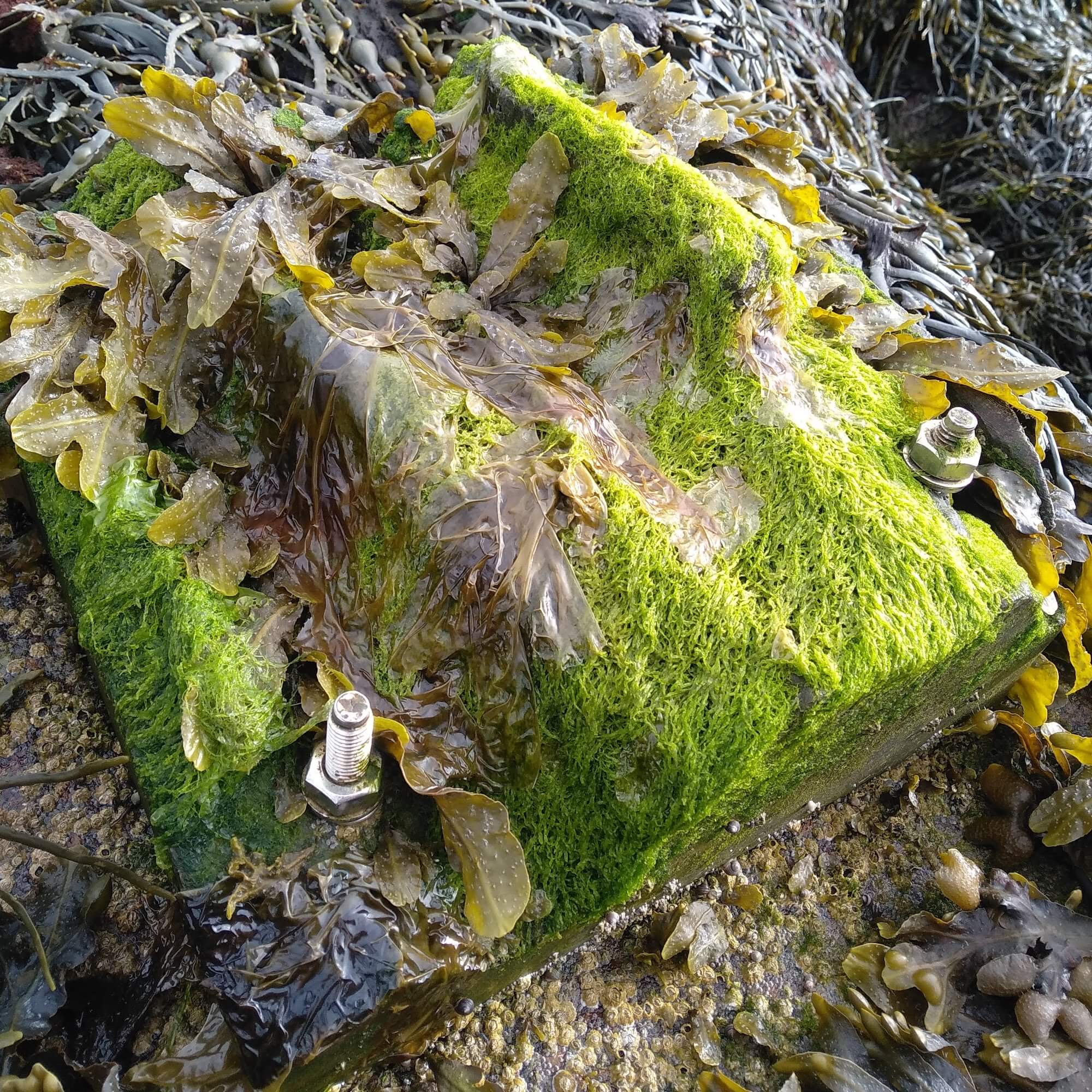 An eco-engineering experimental tile installed by Ecostructure project researchers shows colonisation by bladder wrack and other marine species.