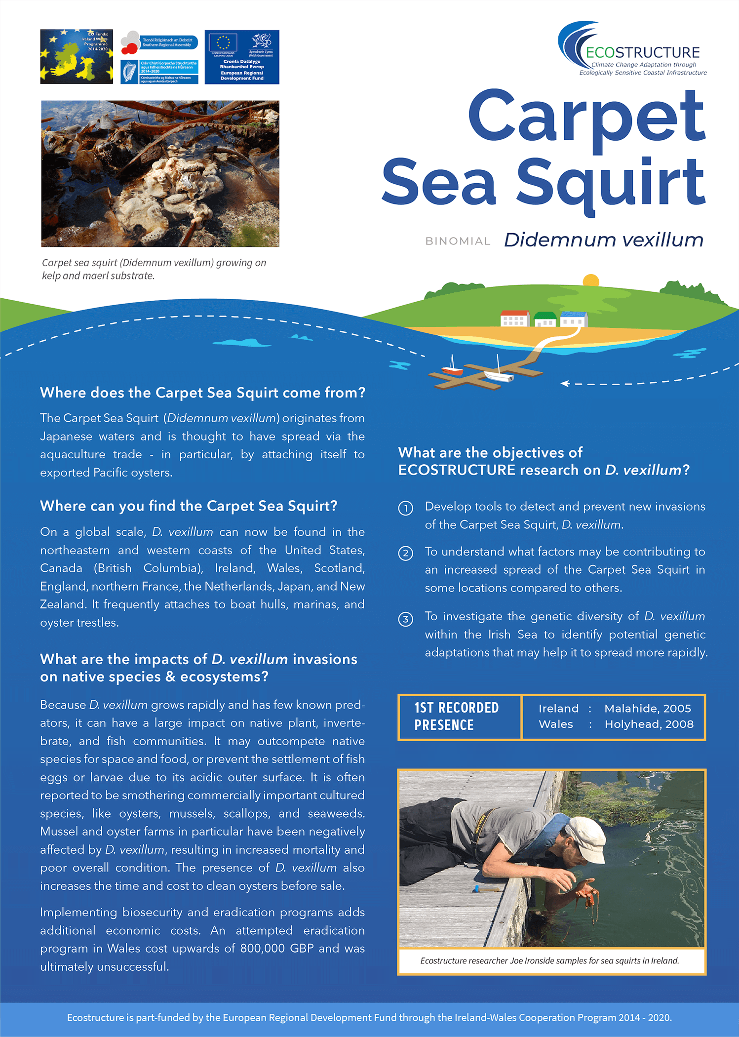 A fact sheet about the Carpet Sea Squirt (Didemnum vexillum) by the Ecostructure project. 