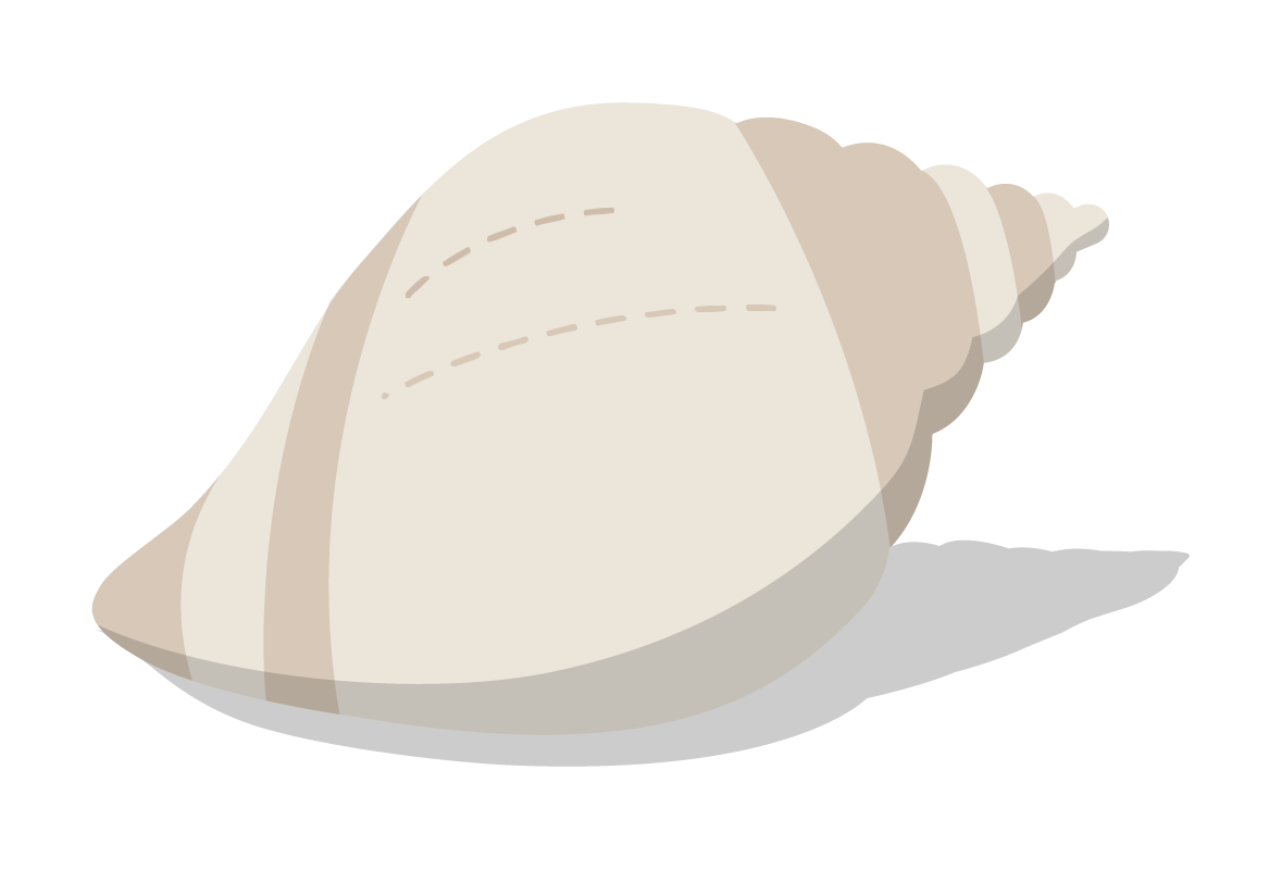 Dogwhelk graphic by Amy Dozier 