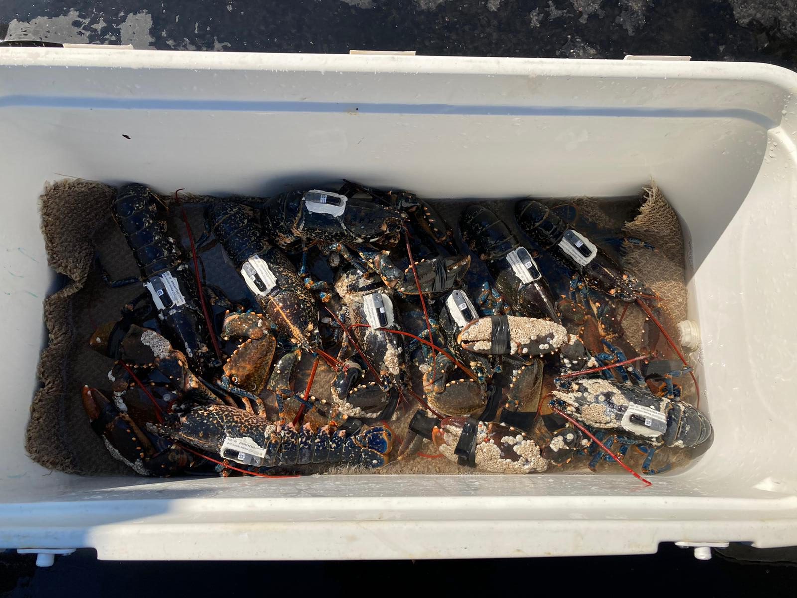 Lobsters ready for employment in an acoustic telemetry study by Ecostructure in the Irish Sea.