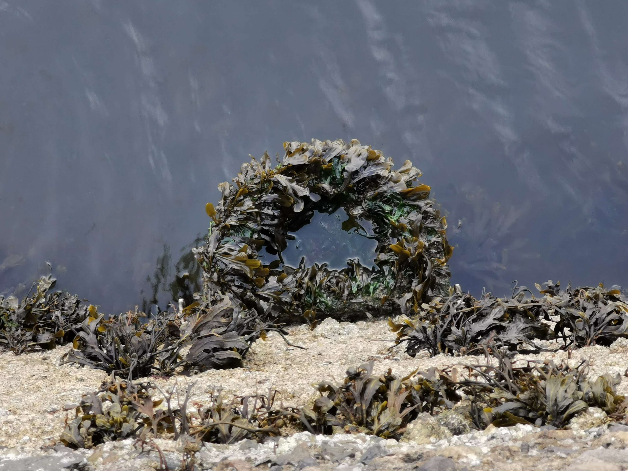 An artificial rock pool installed by Ecostructure project researchers shows colonisation by bladder wrack and other marine species.