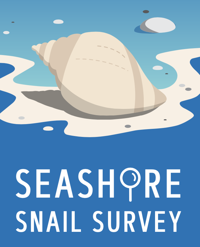 Ecostructure’s seashore snail field guide for identifying marine snails.