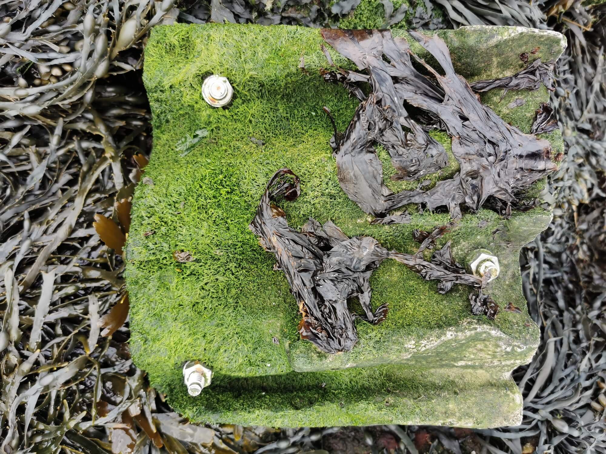 A eco-engineered tile designed by Ecostructure researchers is colonised by seaweed after several months.